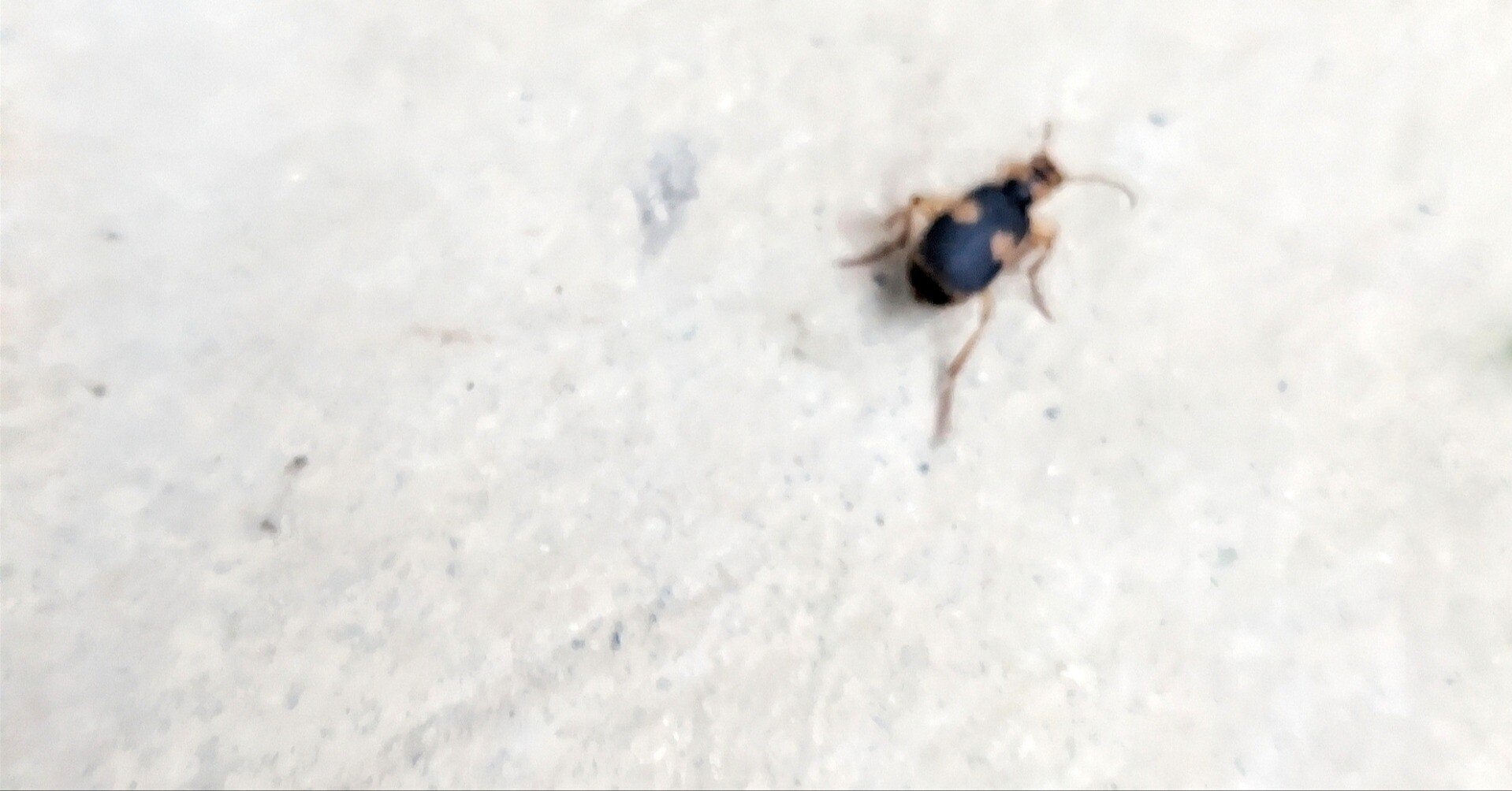 虫を愛でる日々 ミイデラゴミムシ再見｜annon