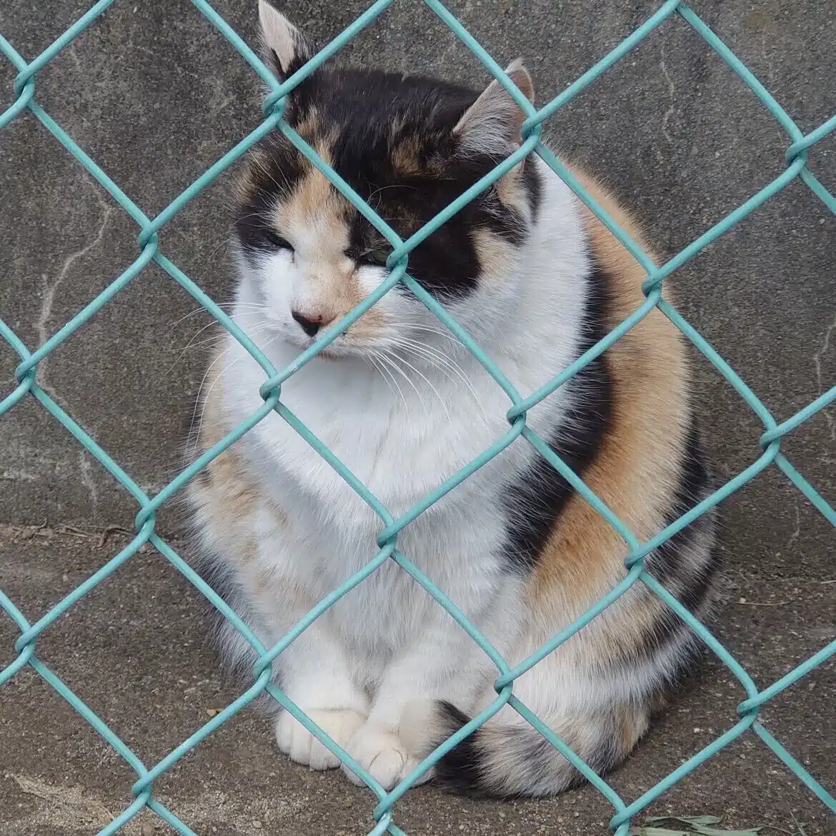 いたみ