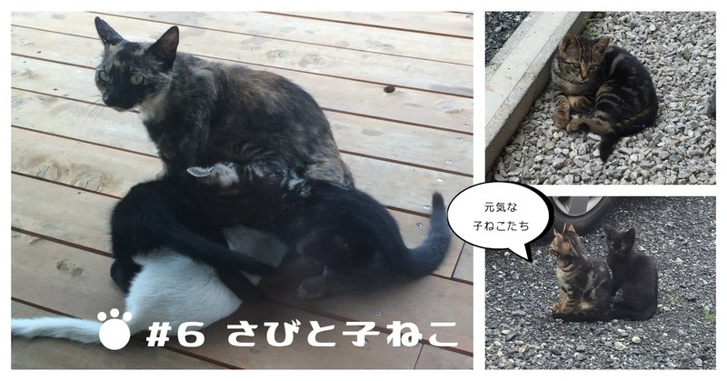 のびねこ捕獲・4｜Debris／デブリ