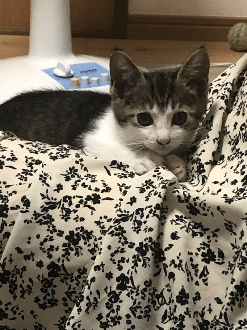 ほのぼの妊娠日記 妊娠発覚 ラベンダー Note