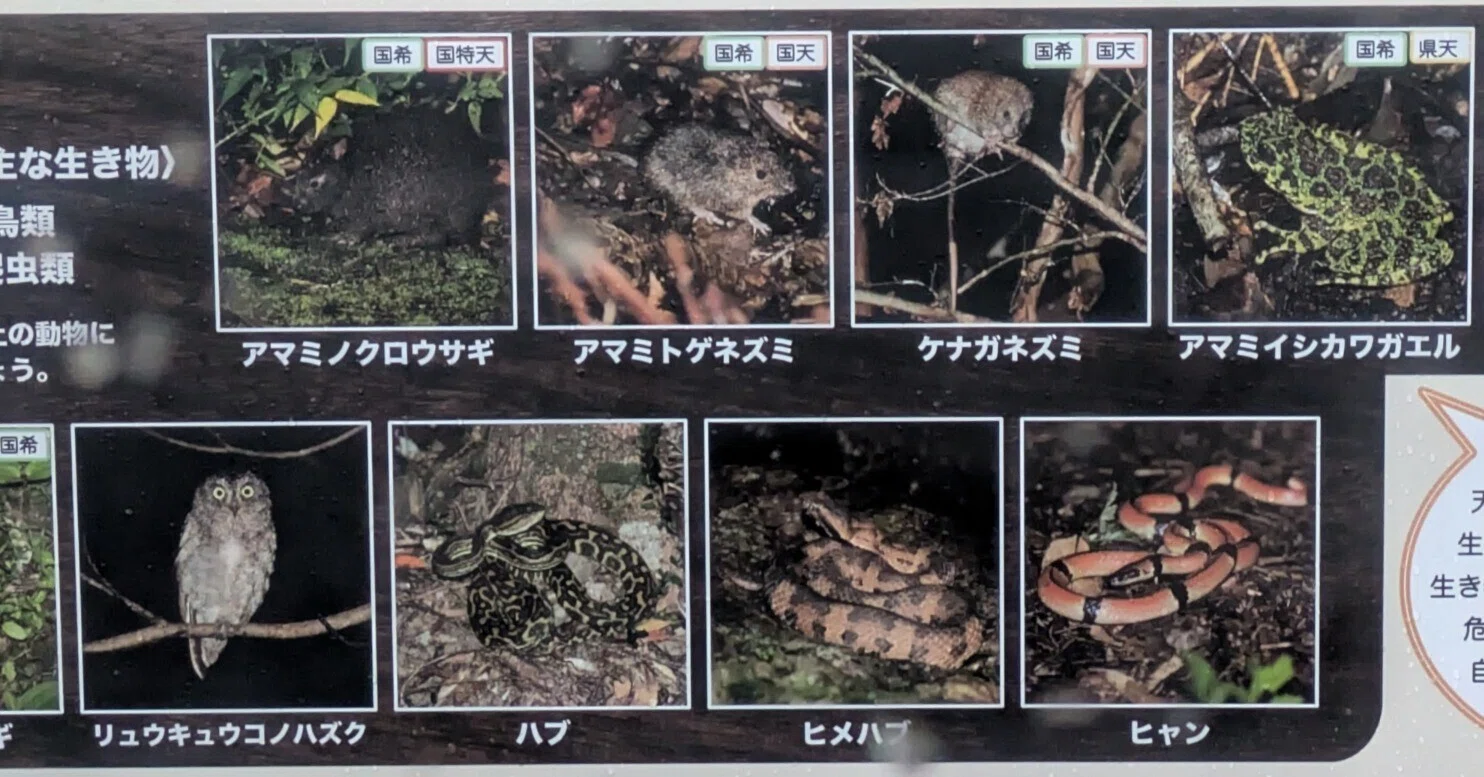 リタイア人の徘徊日記 (208）| 奄美大島| アマミノクロウサギに会いに