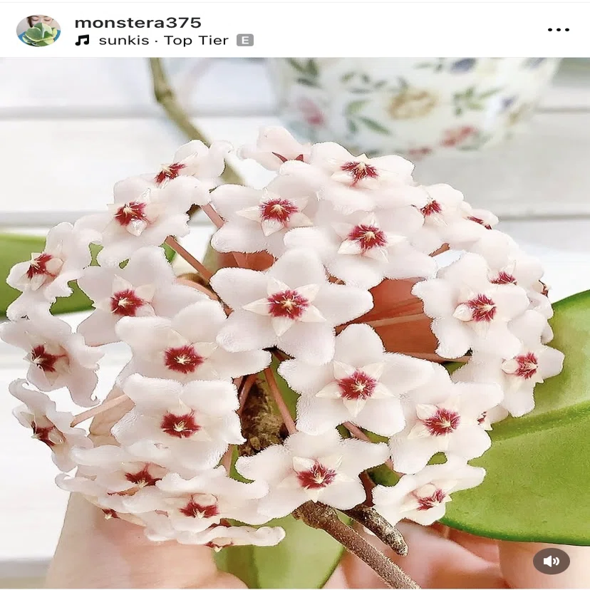 ホヤ (Hoya) 植物 クリーム色と赤の花 引き取り限定です Hoyaを育てて咲かせてみたら違う花だった｜ホヤ好きの375です