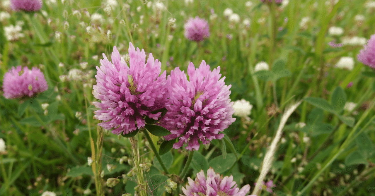 創作大賞2025 作者様＆作品一覧 【エッセイ部門①】｜たおたお