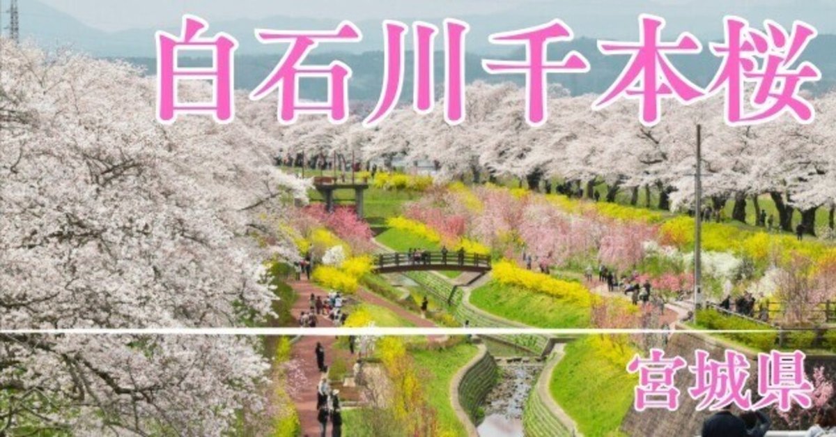 絵本のような美しい桜並木 8kmつづく【白石川の千本桜・宮城県】 桜巡り2025 絵本のような美しい桜並木 8kmつづく【白石川の千本桜・宮城県】 桜巡り2025
