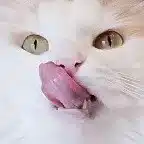 京