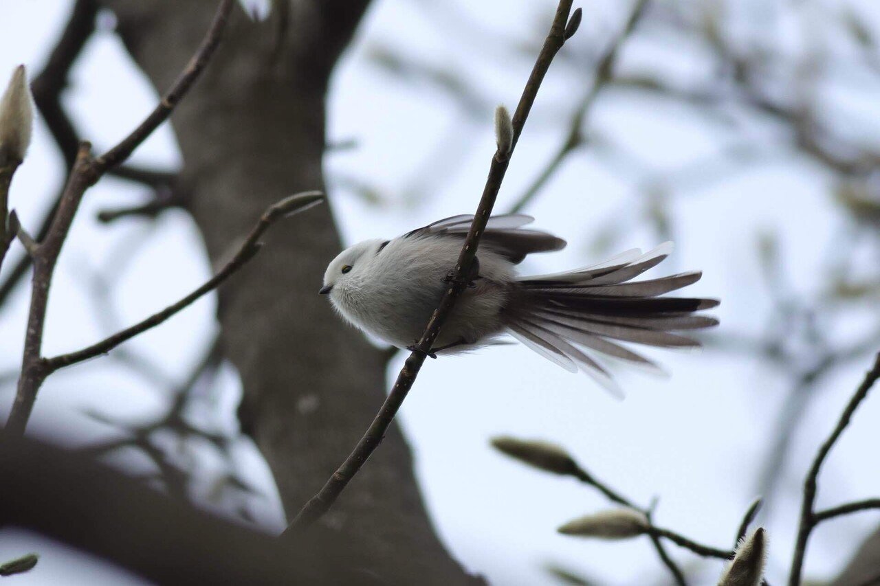EF400mm F5.6L USMというレンズの話｜Ōsaki