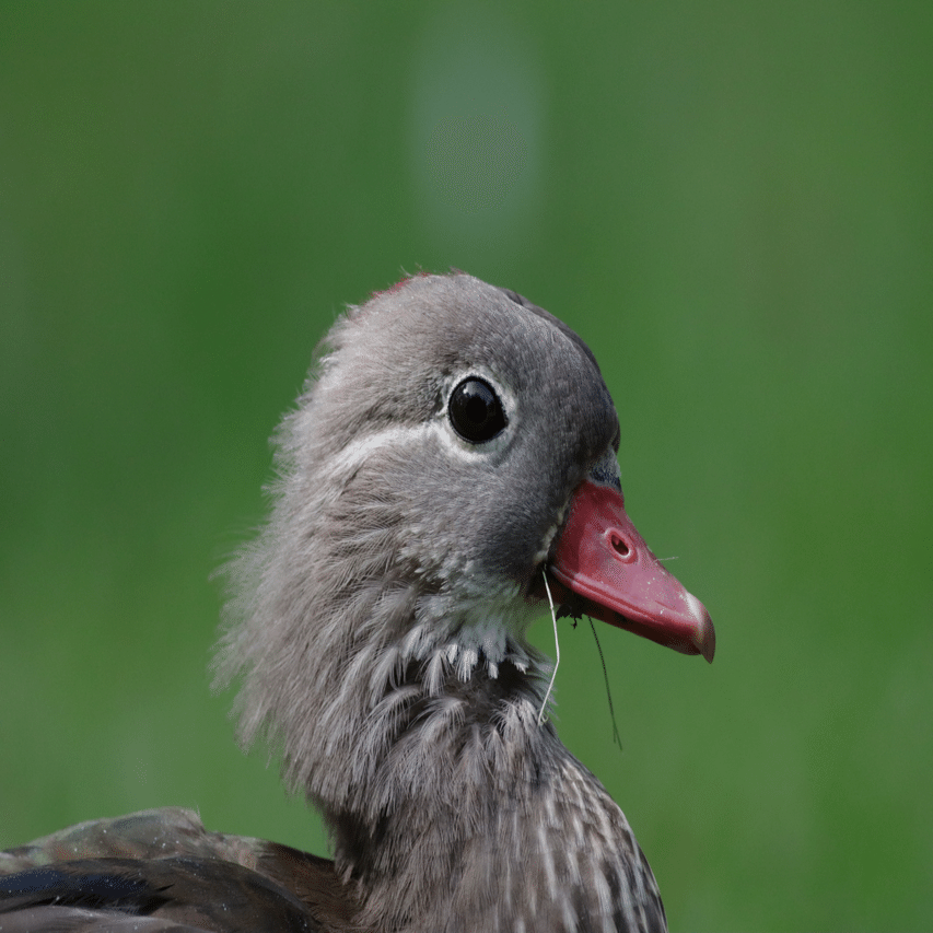 EF400mm F5.6L USMというレンズの話｜Ōsaki