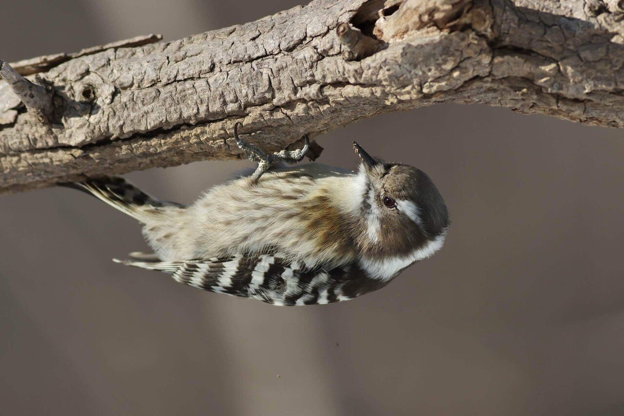 EF400mm F5.6L USMというレンズの話｜Ōsaki