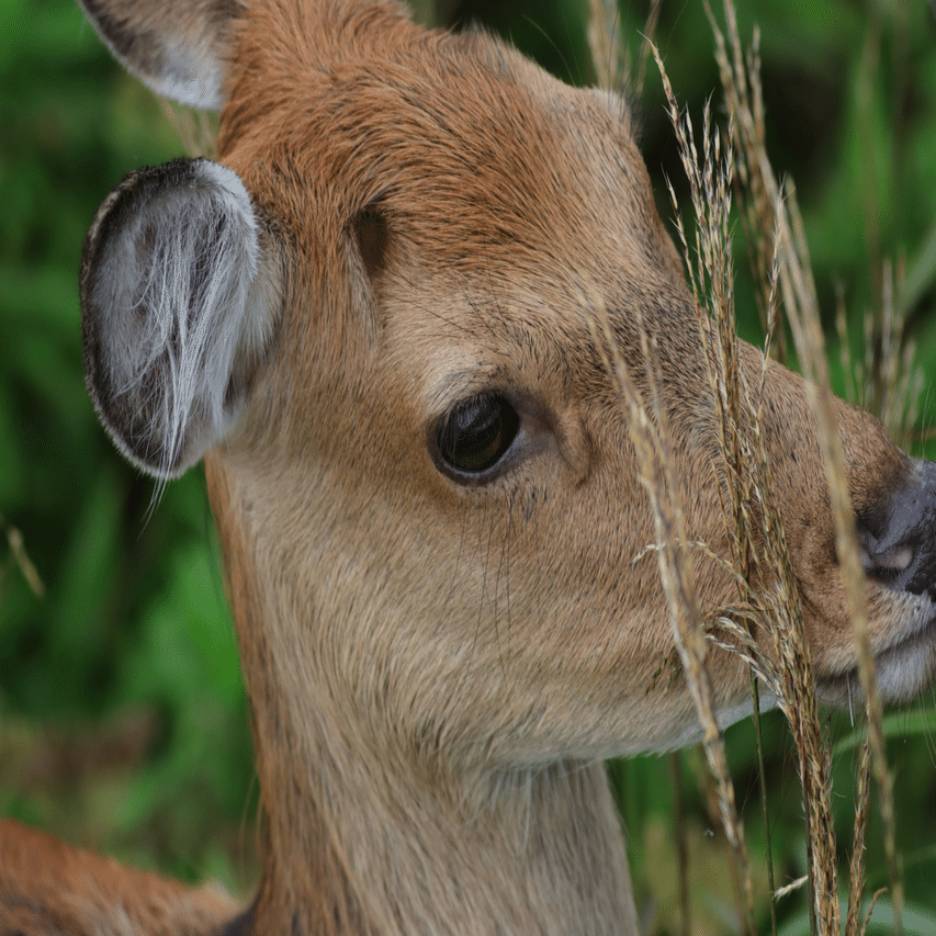 EF400mm F5.6L USMというレンズ｜Ōsaki