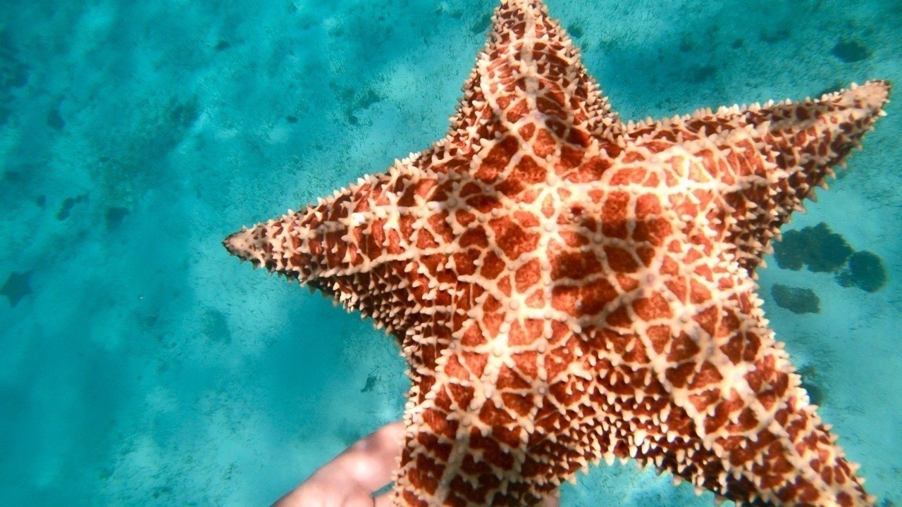 面白い生物のはなし ヒトデの目はどこにあるのか イシカワ Note