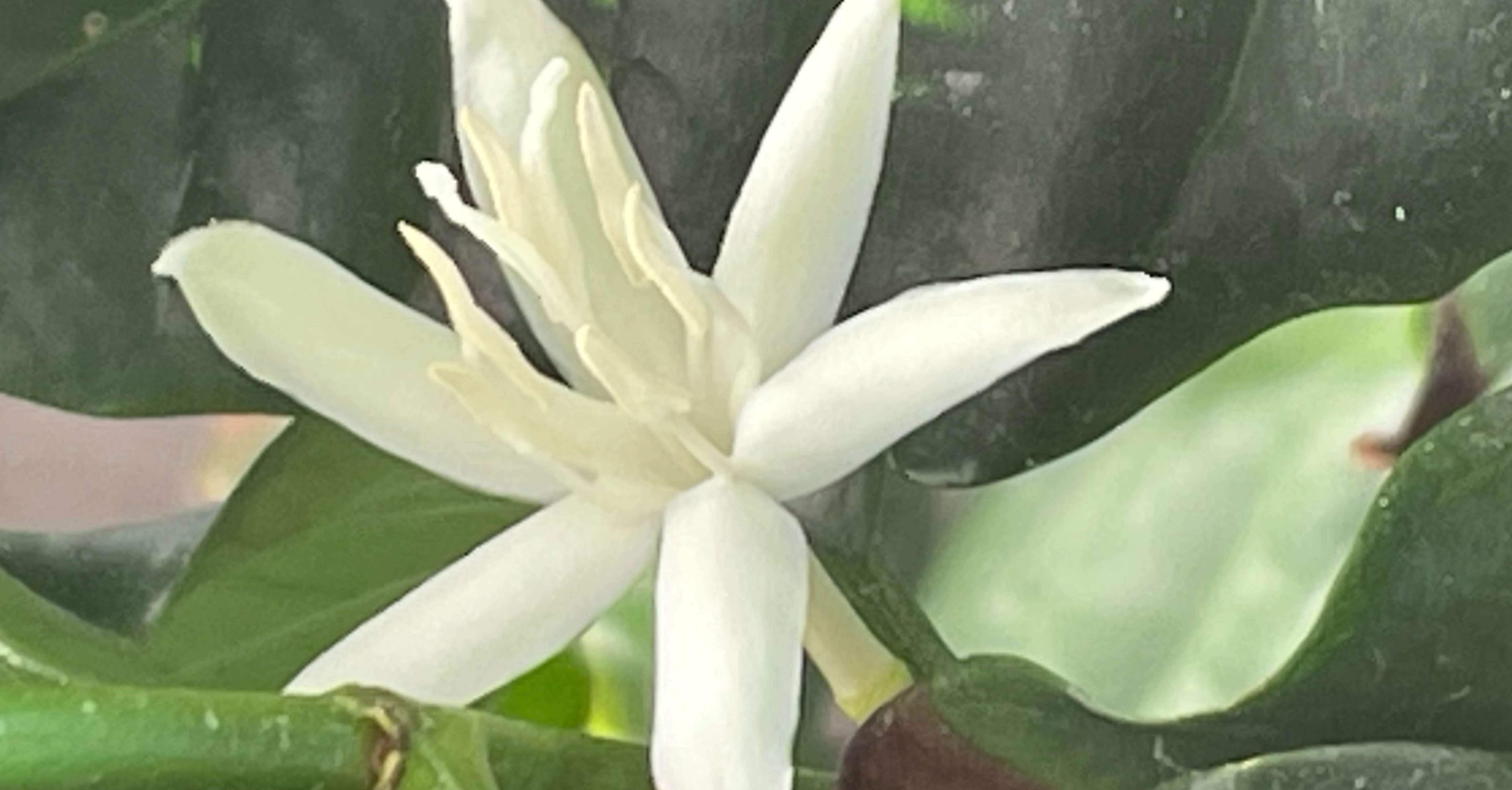 苗木から育てたコーヒーの木が4年目でやっと花を咲かせた｜門田和雄