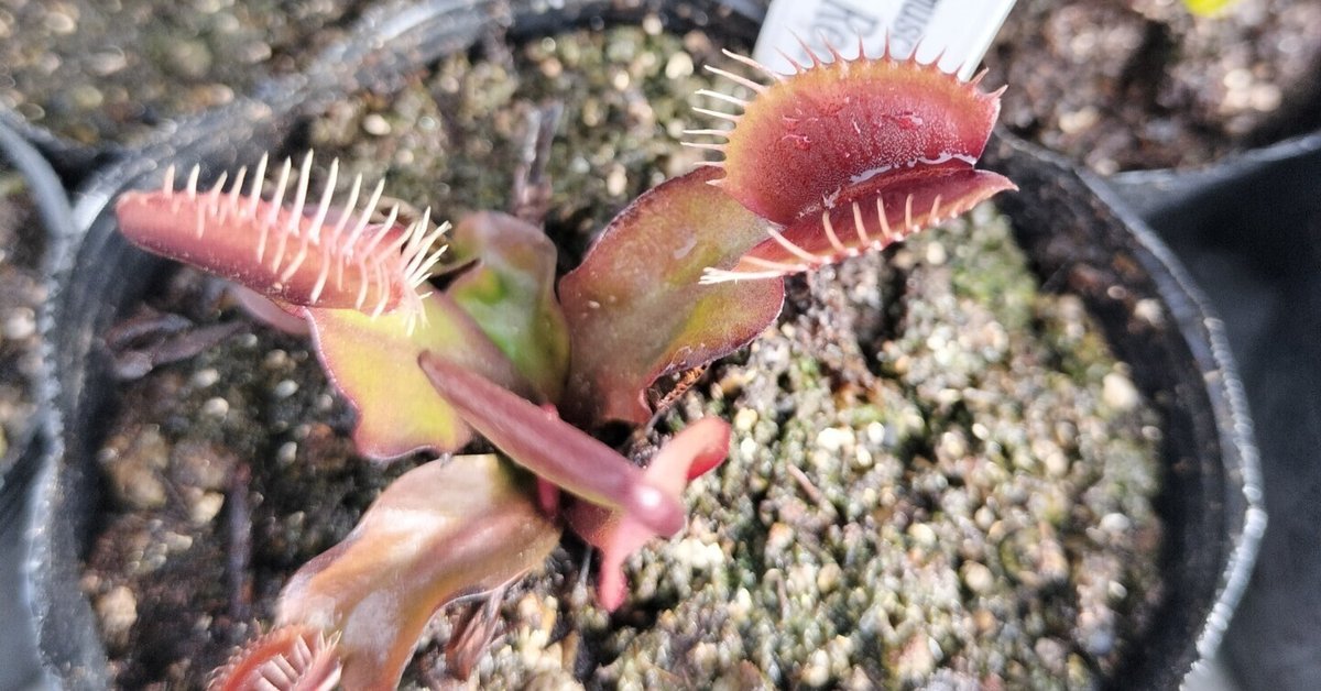 食虫植物 ハエトリソウ Biohazard 2 CK