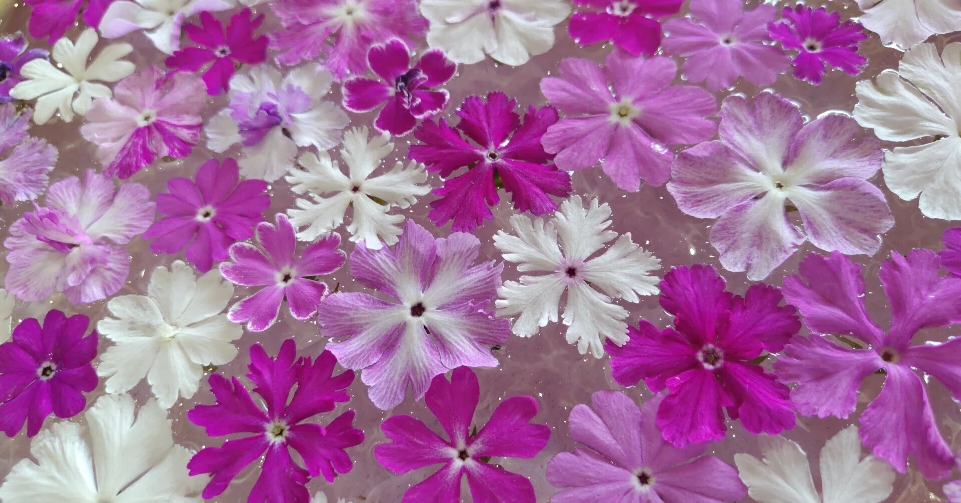 江戸の花・伝統の桜草｜シズ