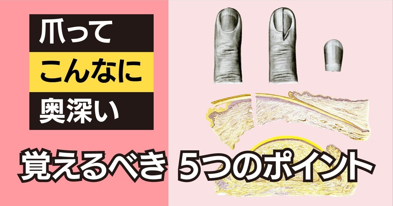 爪　基礎から臨床まで 楽天ブックス: 爪改訂第2版 - 基礎から臨床まで - 東禹彦