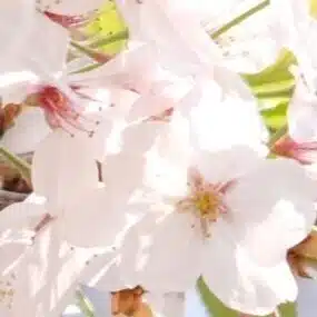 筑紫建