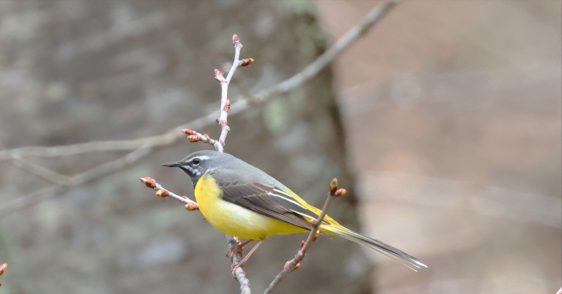 幸せにしてくれた黄色い鳥【キセキレイ】｜詢