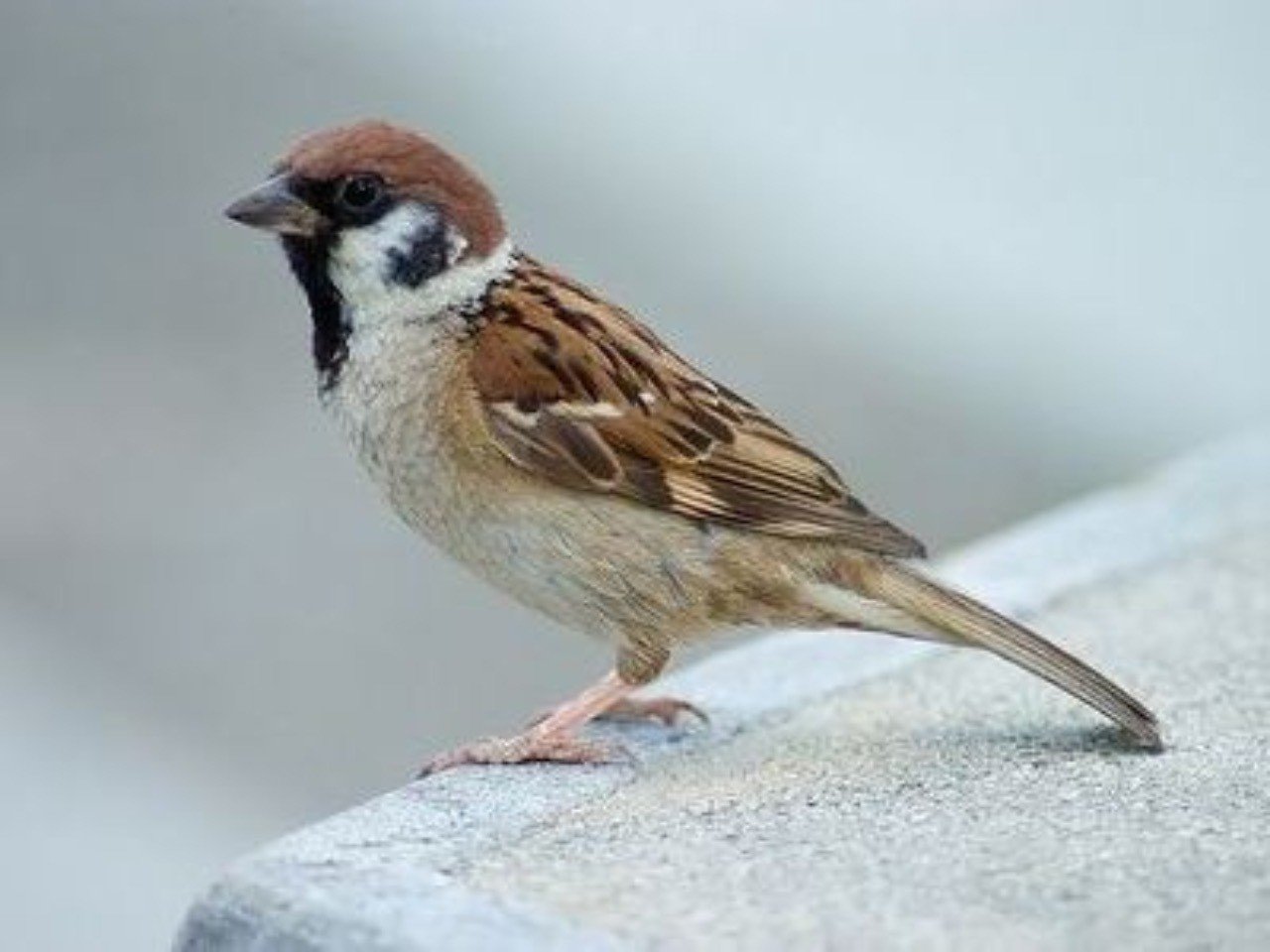 第802回 世界に羽ばたくスズメ(15回目)｜翆野 大地