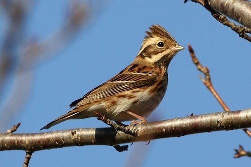 第802回 世界に羽ばたくスズメ(15回目)｜翆野 大地