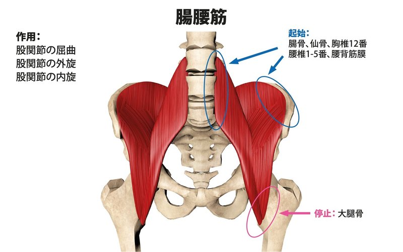 腹筋で腰が痛くなってしまう 原因と解決策を詳しく解説 Hide トレーナー ジム経営 講師 Note