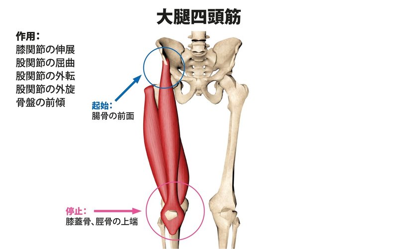 大腿四頭筋