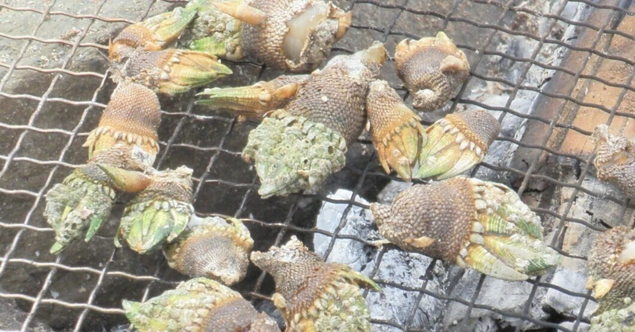 Gooseneck barnacles cannot choose their marriage partners｜sanauwoさん