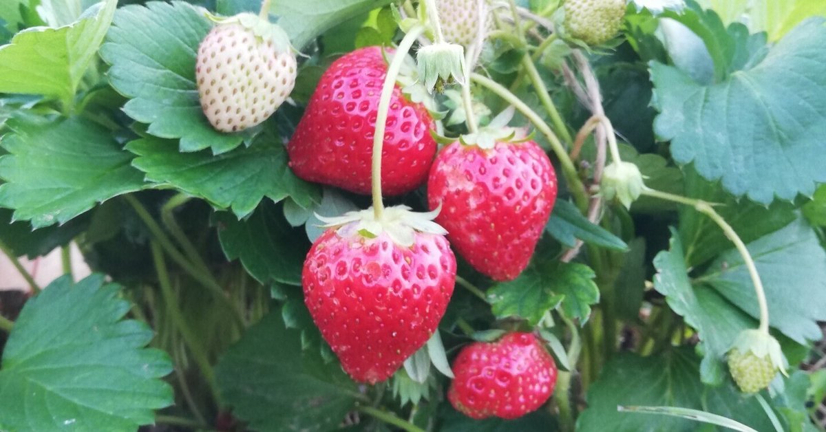 ミニ花壇でイチゴ成功｜ニモ菜園