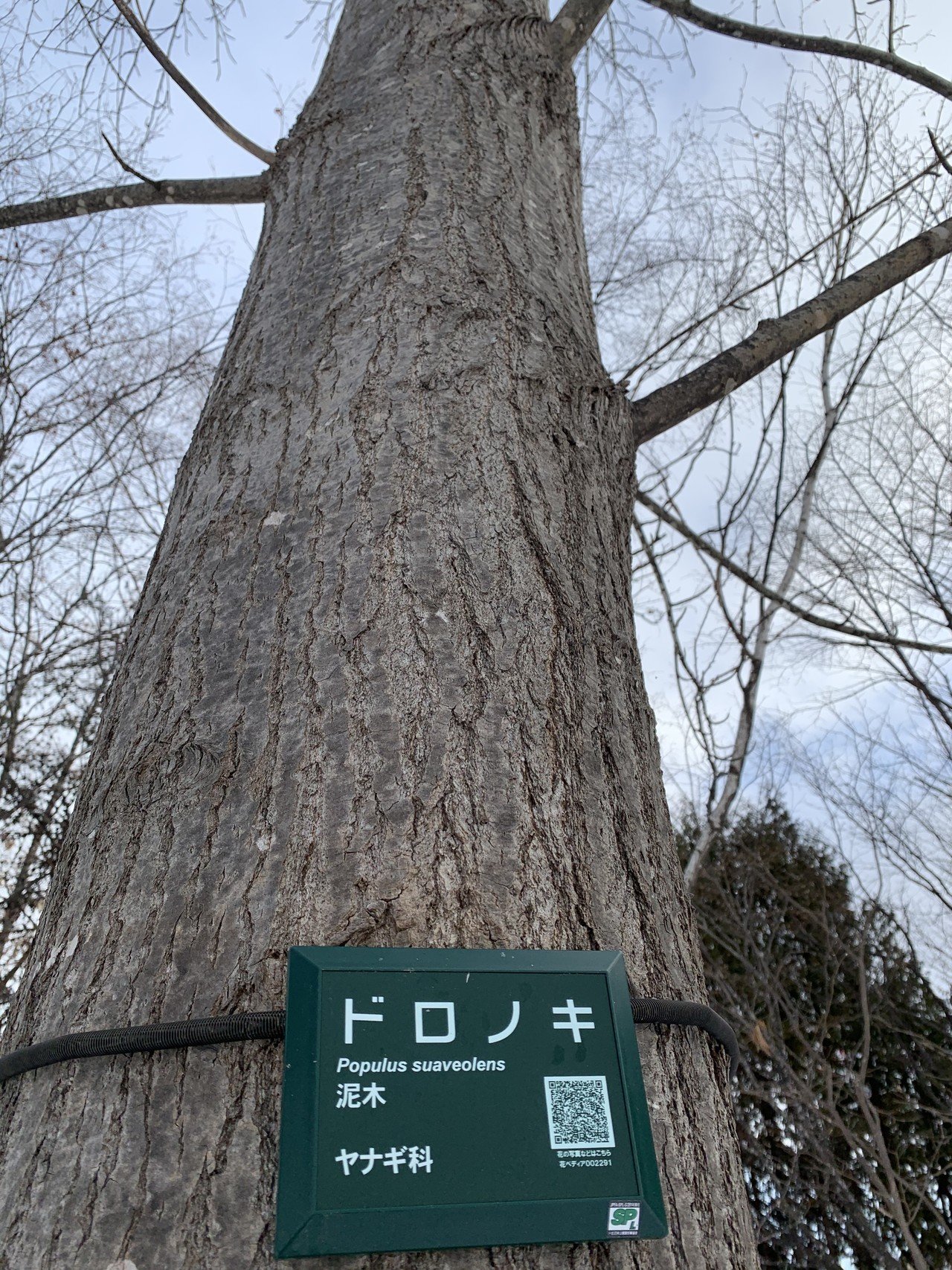 雪のドーム道 きたぼん Note