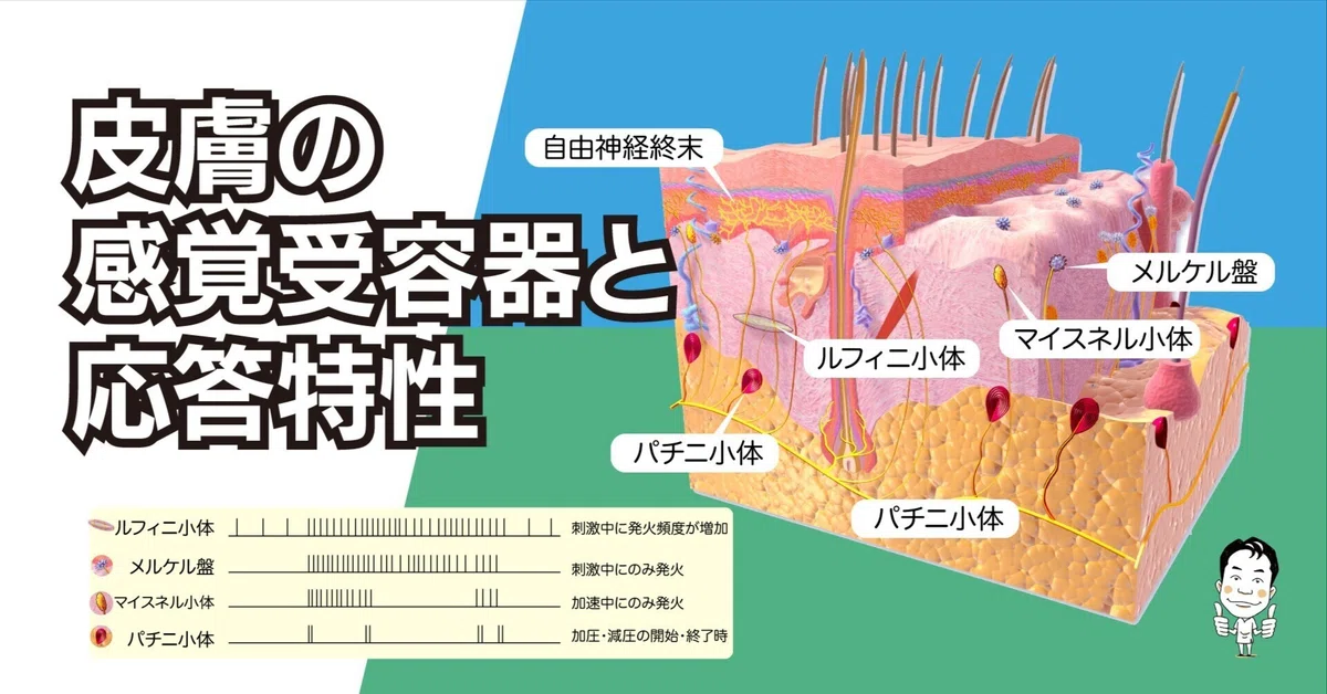 皮膚の感覚受容器と応答特性｜かずひろ先生（黒澤一弘｜解剖学）