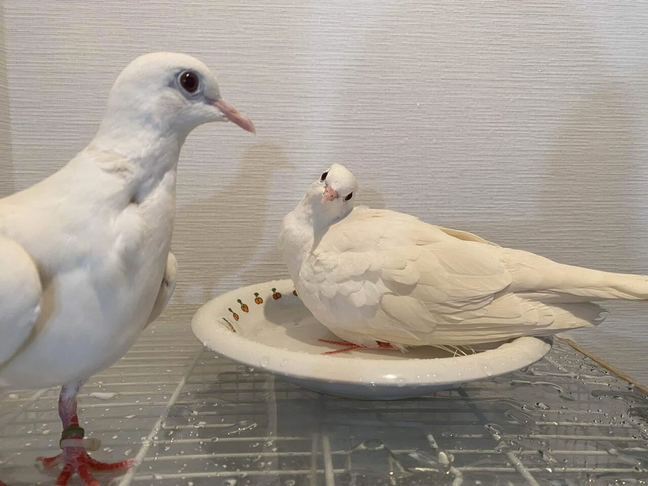 上品さが出てきました♡！銀鳩！ 1羽の価格 - HT-310 ギンバト もう 