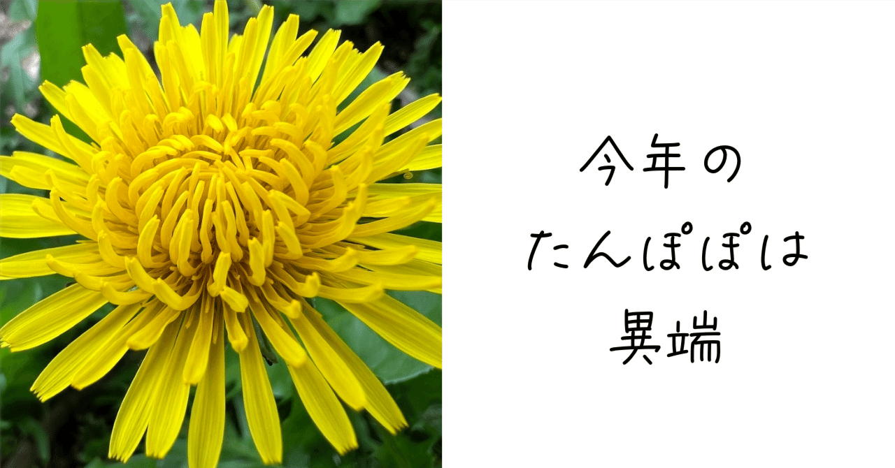 春の恒例たんぽぽコレクション。｜Ms'HIRO