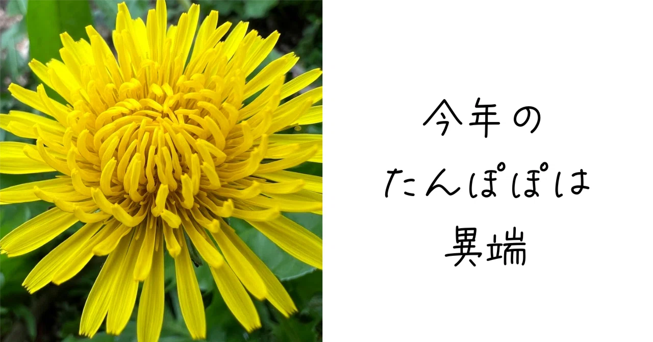 たんぽぽページ 春の恒例たんぽぽコレクション。｜Ms'HIRO