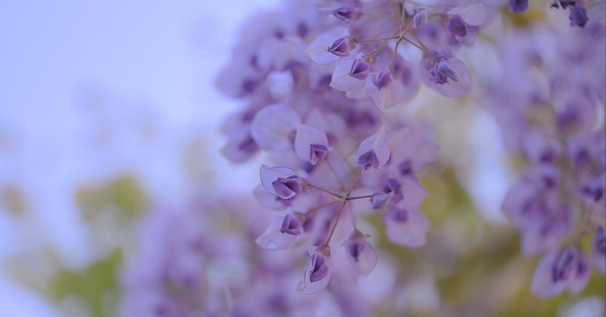 東京さんぽ／2025年4月 亀戸天神、藤の花｜mitsuki sora