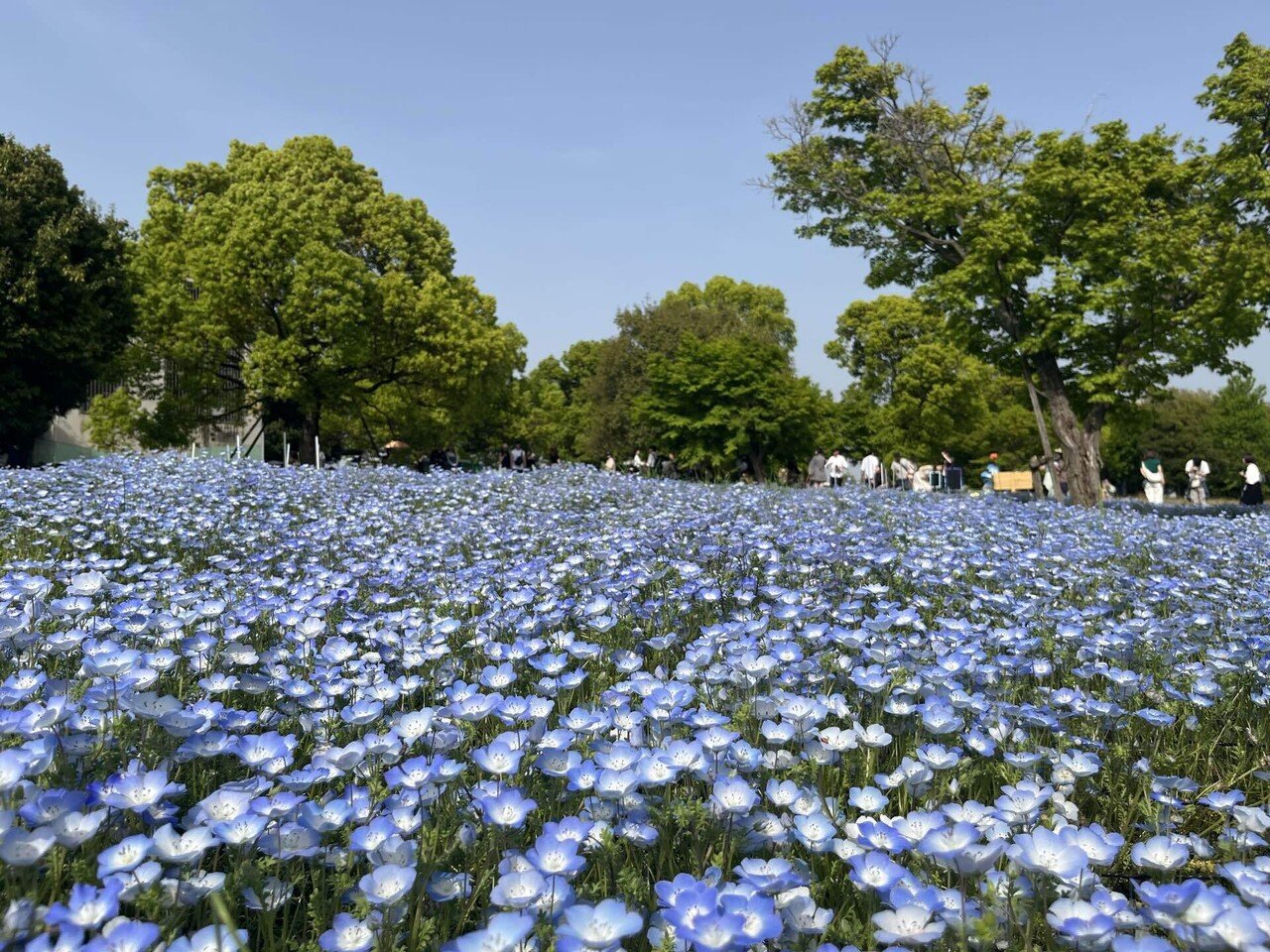 654 ピンクと青と紫の花を求めて｜市町村紀行（かずとらべる）