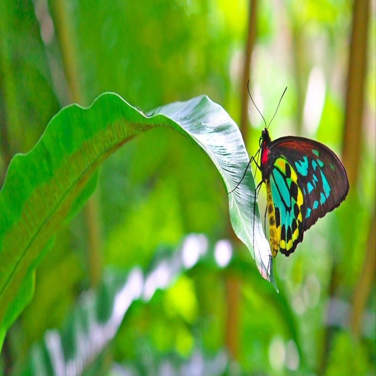 幸運の青い蝶、ユリシスに会いたくて｜Rui