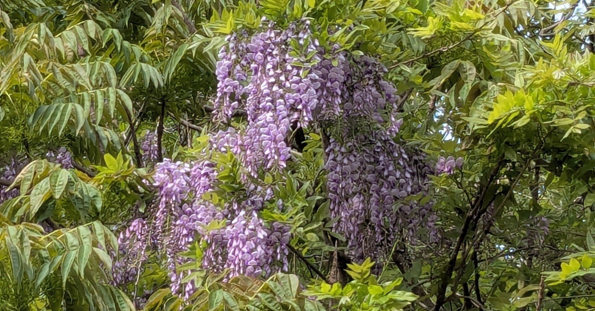 束の間の休日を、藤の花に酔う｜水上伊織