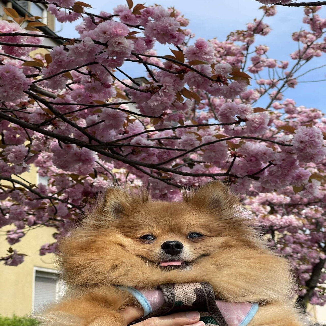 コロラドスプリングズの魅力：ロッキー山脈の自然と観光スポット, image size:1280x1707