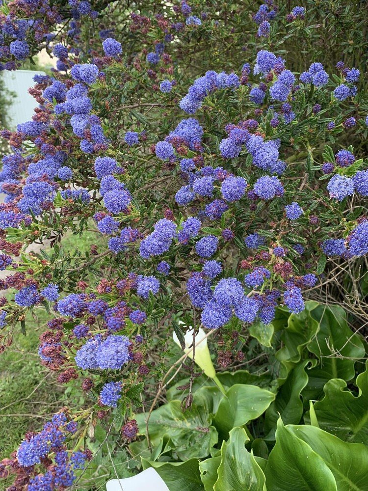 花図鑑（近所の花シリーズ）｜世界のすみっこ暮らし｜note