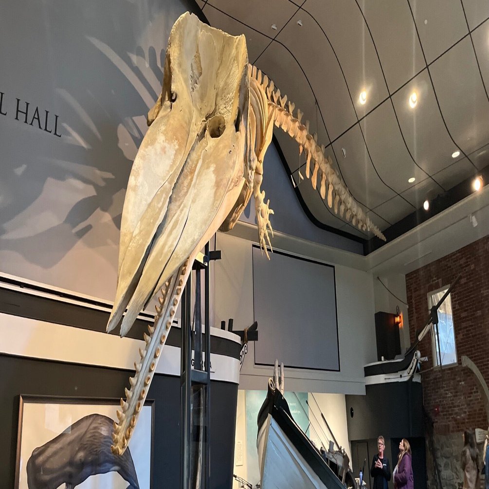 捕鯨博物館 Whaling Museum｜StudioHyacinth