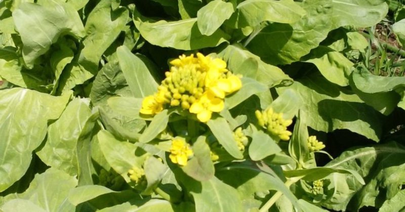 菜の花、春を届ける黄色