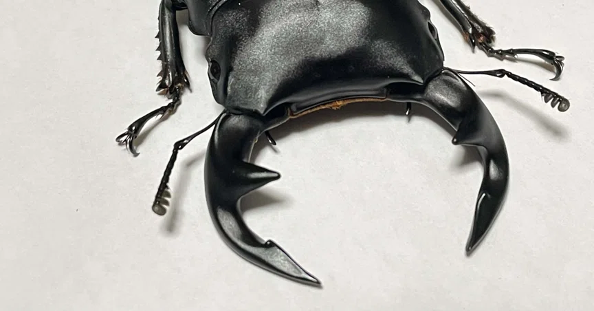 グランディスオオクワガタ｜Stag Beetle｜note