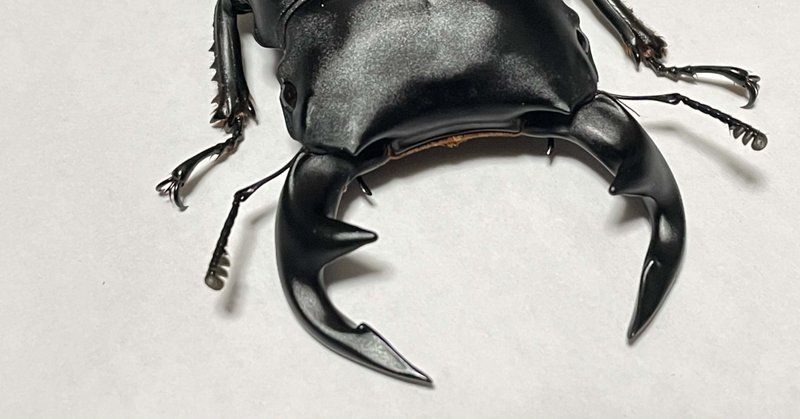 グランディスオオクワガタ 標本 昆虫標本グランディスオオクワガタ マニプール ラムカ産 - メルカリ