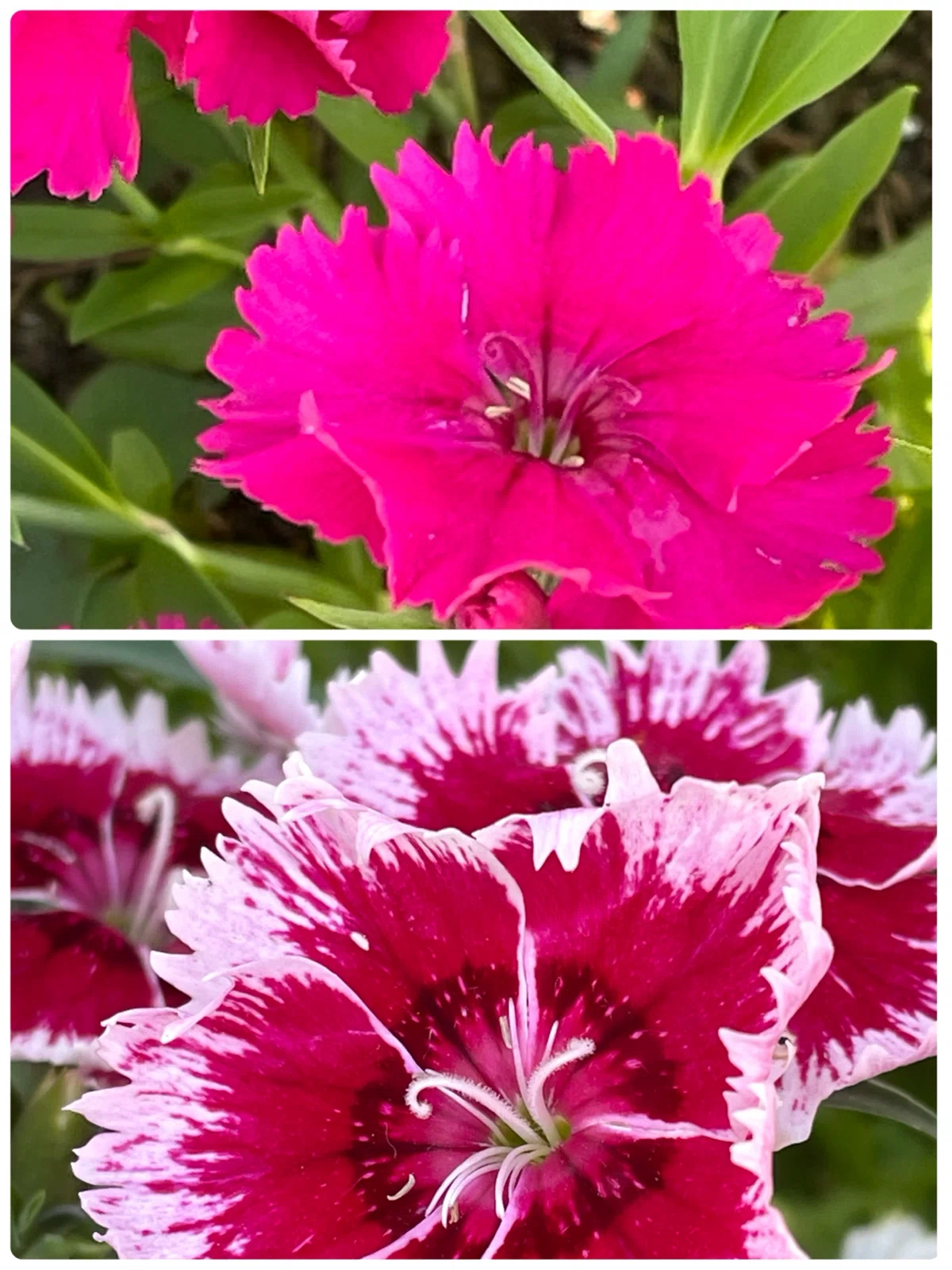 公園の花たち🌺ナデシコ咲く｜エコ914
