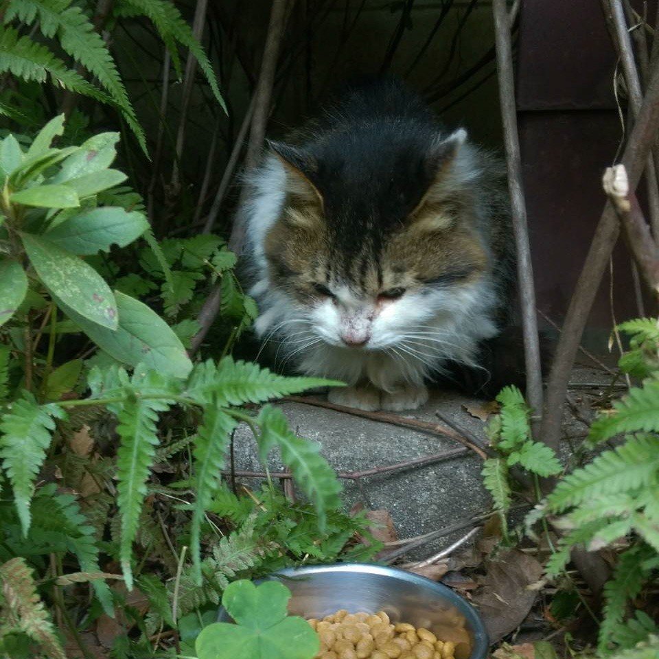 生まれて初めてガチの野良猫を保護した話③|あさのますみ|note