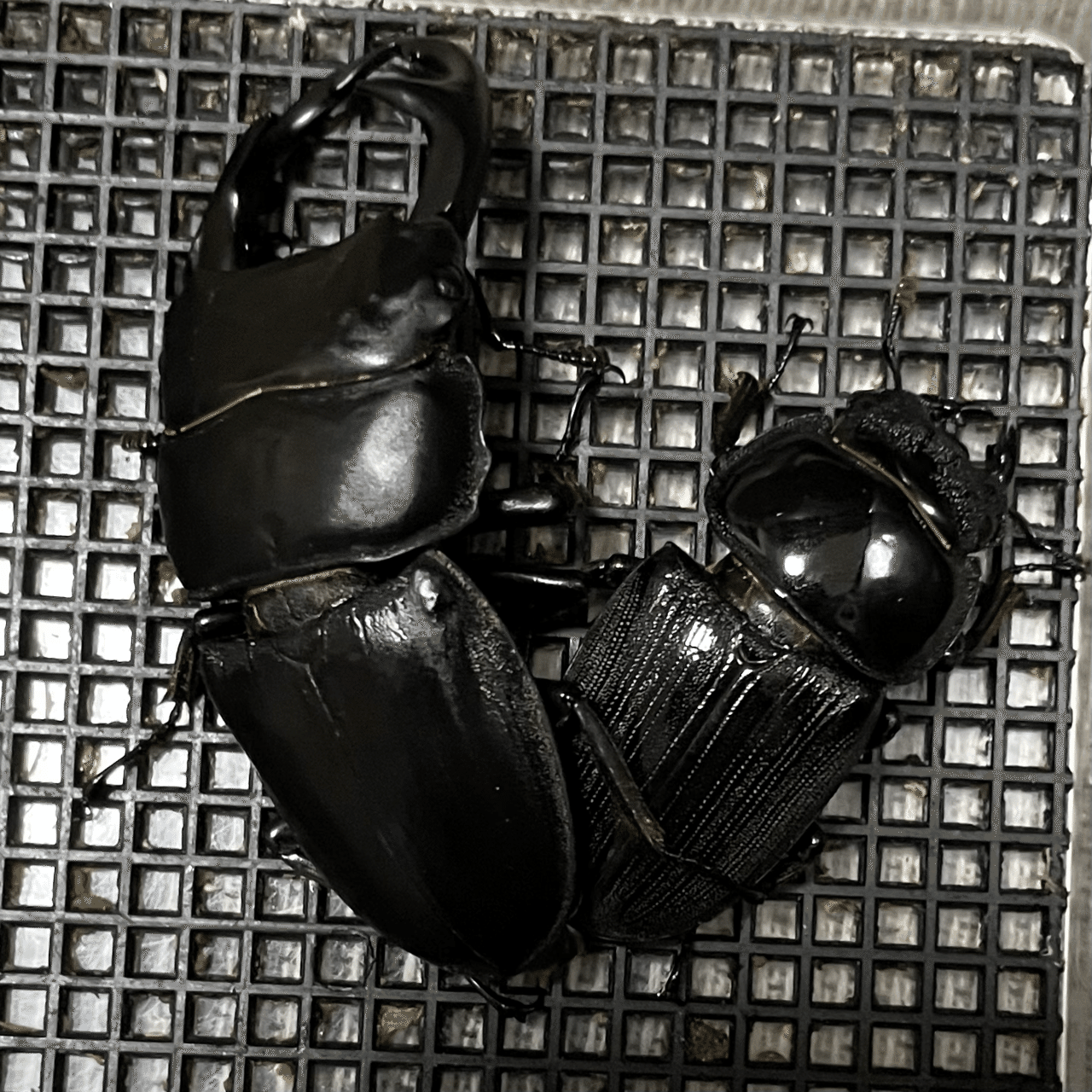 この夏から始めたい初心者向け】クワガタムシの飼育/ブリード(初級編