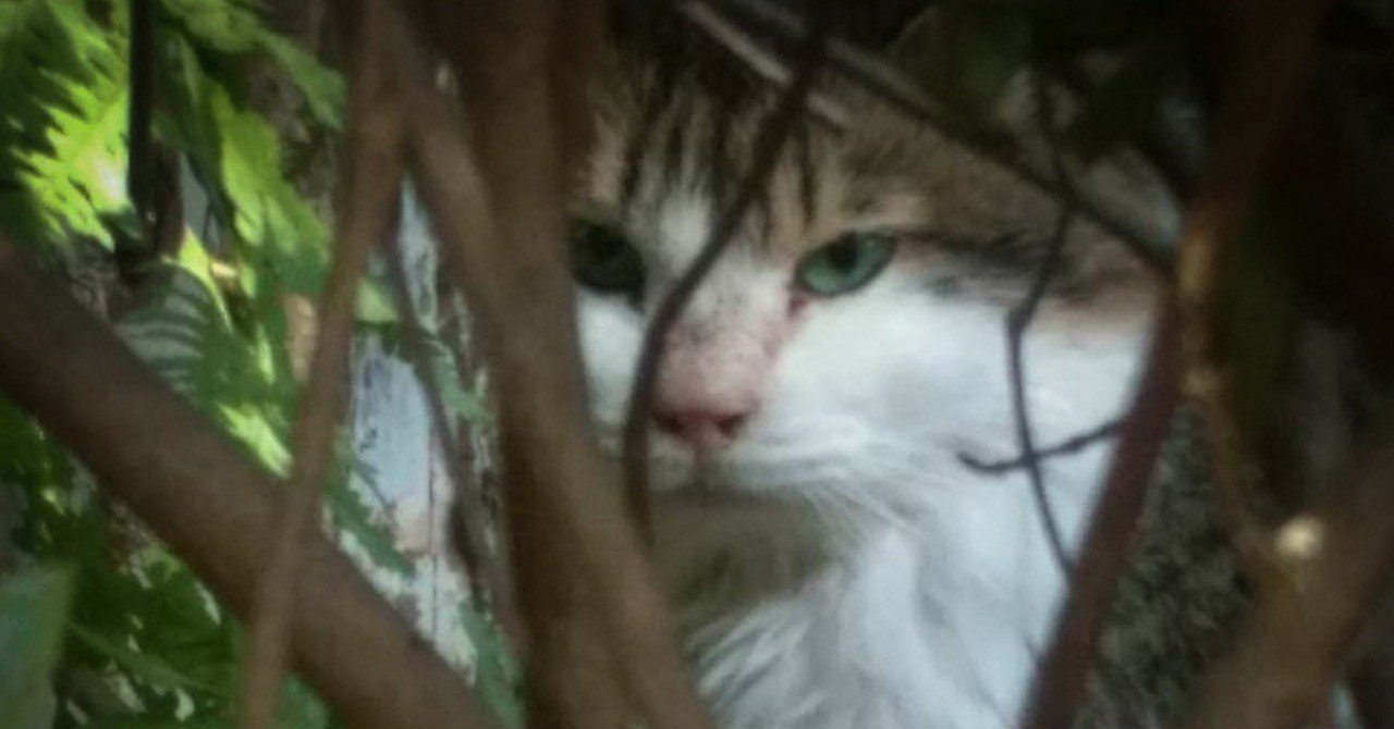 生まれて初めてガチの野良猫を保護した話③｜あさのますみ｜note