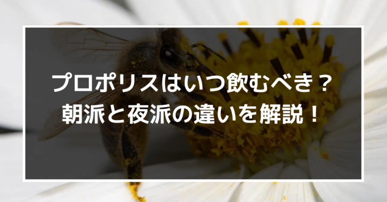 プロポリスはいつ飲むべき？朝派と夜派の違いをわかりやすく解説