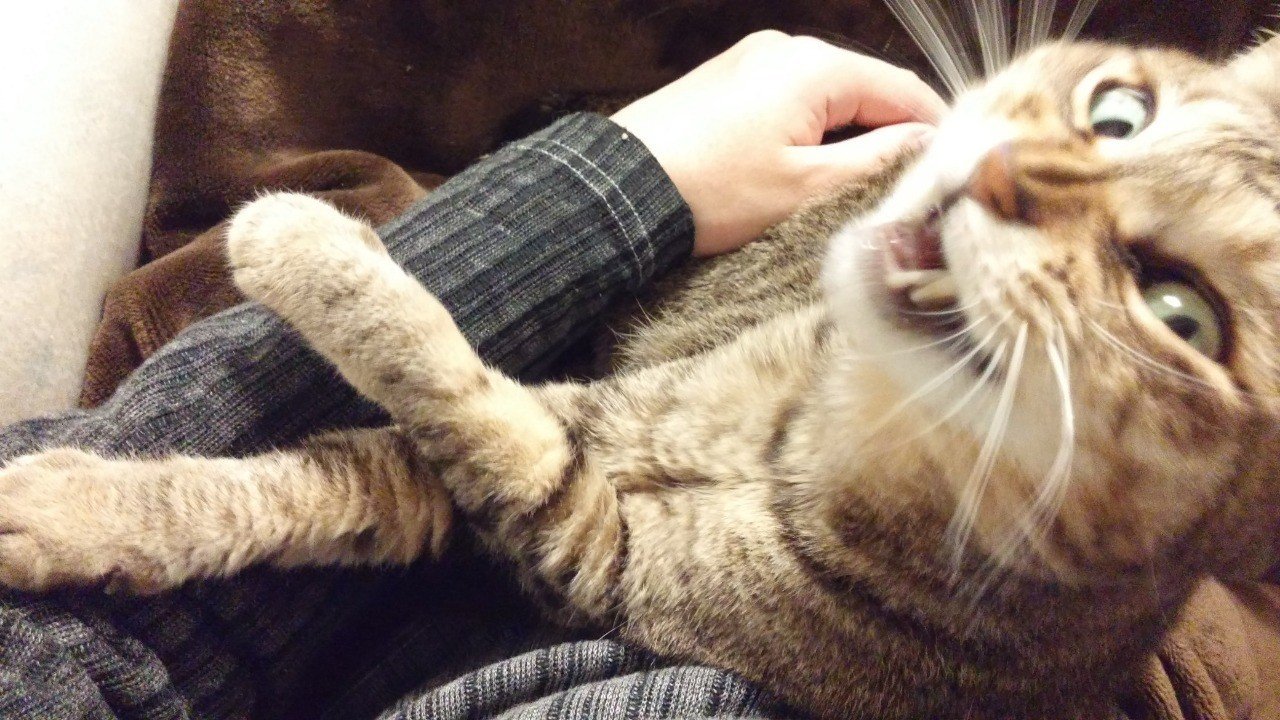 近況報告 ねこ元気 一石楠耳 Note