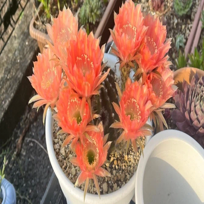 サボテンの花　　　レーザーディスク　　　　rivinBF Discocactus buenekeri ディスコカクタス ブエネッケリー錦 サボテン