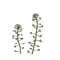 なずな