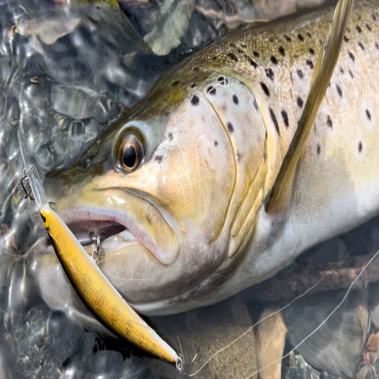 タックルハウスのツインクル、これだ。｜angler_noji